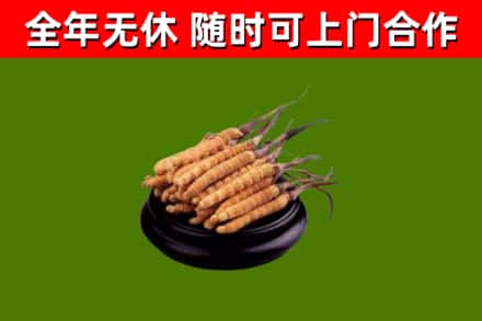 东凤镇烟酒回收冬虫夏草.jpg